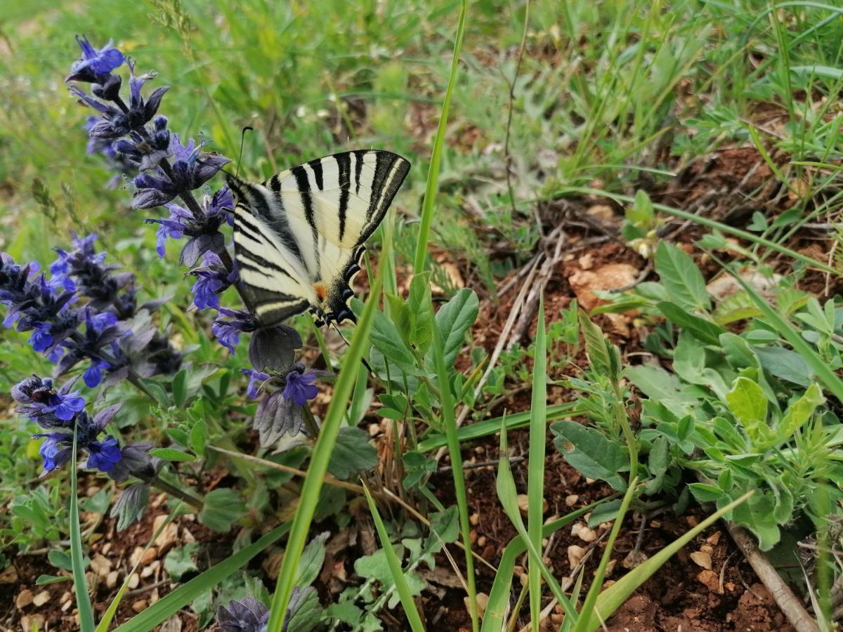 Ferienresidenz Lavandula Nova Vas  Kültér fotó